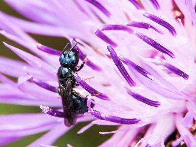 Cératine bleutée Ceratina cyanea (Kirby, 1802)