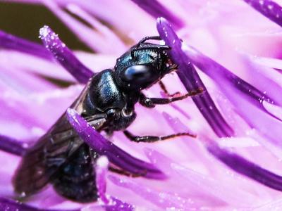 Cératine bleutée Ceratina cyanea (Kirby, 1802)