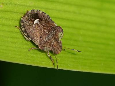  Sciocoris sideritidis Wollaston, 1858