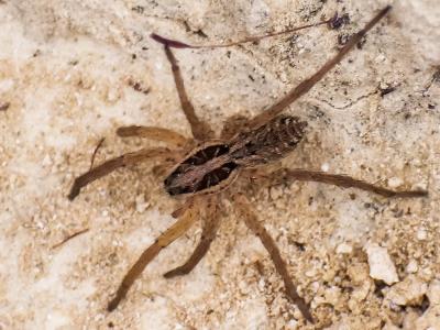 Lycose tarentuline Hogna radiata (Latreille, 1817)