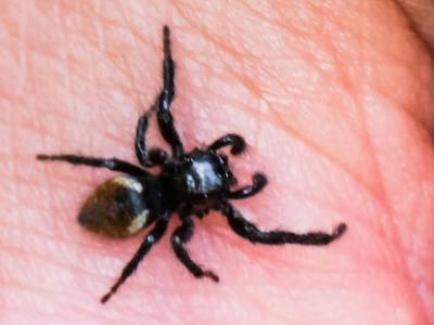  Carrhotus xanthogramma (Latreille, 1819)