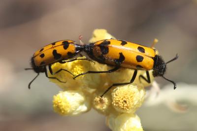  Mylabris connata (Rey, 1892)