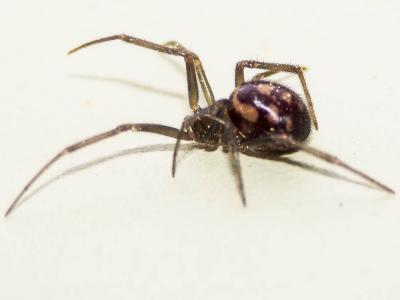 Stéatode domestique Steatoda grossa (C.L. Koch, 1838)