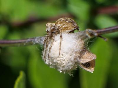 Araignée-lynx Oxyopes heterophthalmus (Latreille, 1804)