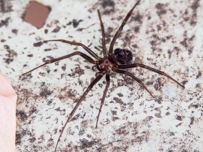 Stéatode domestique Steatoda grossa (C.L. Koch, 1838)