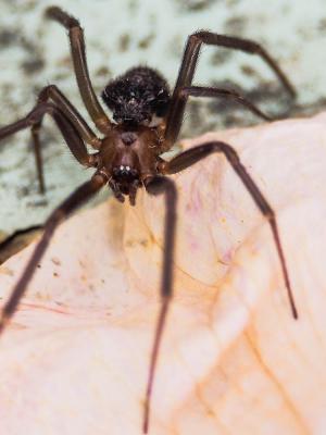 Stéatode domestique Steatoda grossa (C.L. Koch, 1838)