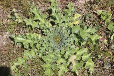 Carline à feuilles d'acanthe, Chardousse, Cardabel Carlina acanthifolia All., 1773