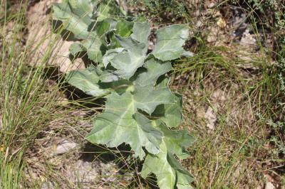 Carline à feuilles d'acanthe, Chardousse, Cardabel Carlina acanthifolia All., 1773