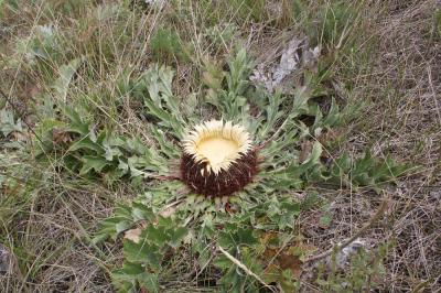 Carline à feuilles d'acanthe, Chardousse, Cardabel Carlina acanthifolia All., 1773