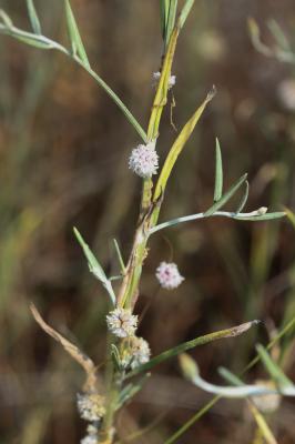 Cuscute à petites fleurs Cuscuta epithymum (L.) L., 1774