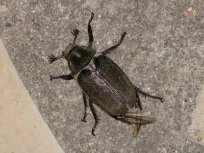  Anoxia villosa (Fabricius, 1782)