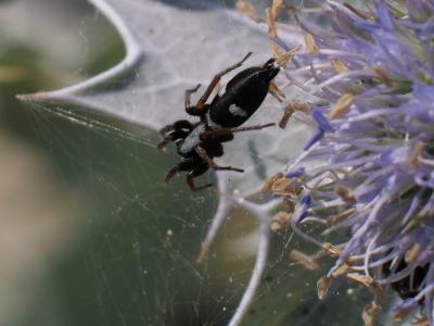  Poecilochroa Westring, 1874