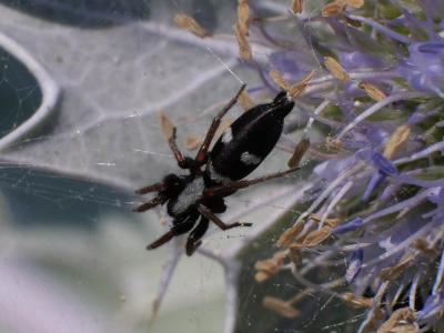 Poecilochroa Westring, 1874