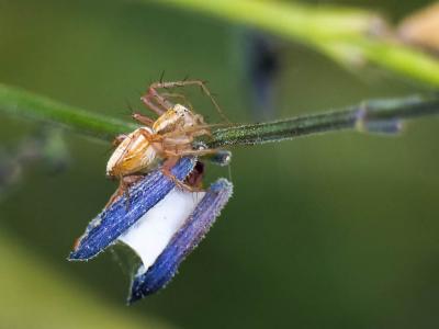  Oxyopes lineatus Latreille, 1806