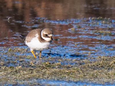 Grand Gravelot Charadrius hiaticula Linnaeus, 1758