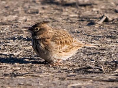 Cochevis huppé Galerida cristata (Linnaeus, 1758)