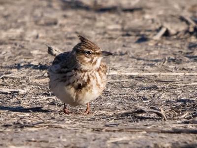 Cochevis huppé Galerida cristata (Linnaeus, 1758)