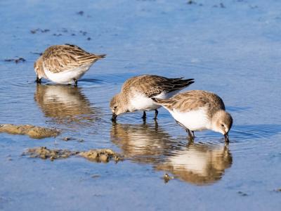 Bécasseau variable Calidris alpina (Linnaeus, 1758)