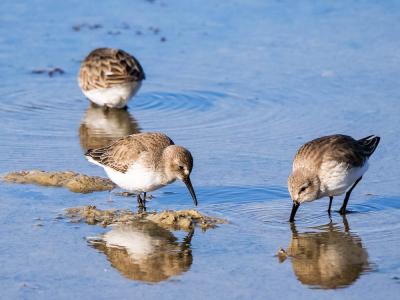 Bécasseau variable Calidris alpina (Linnaeus, 1758)