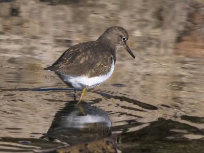 Chevalier guignette Actitis hypoleucos (Linnaeus, 1758)