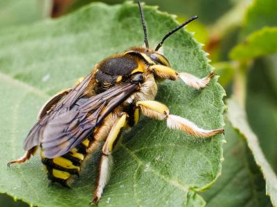  Anthidium florentinum (Fabricius, 1775)