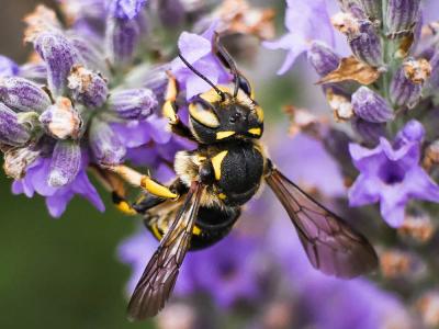  Anthidium florentinum (Fabricius, 1775)