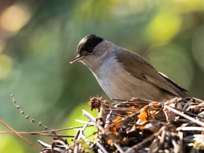 Fauvette à tête noire Sylvia atricapilla (Linnaeus, 1758)