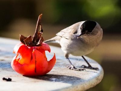 Fauvette à tête noire Sylvia atricapilla (Linnaeus, 1758)