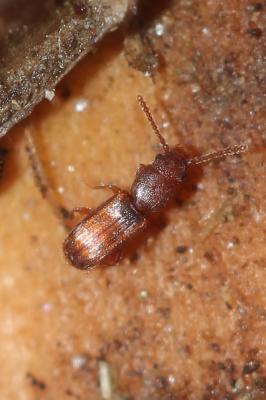  Pediacus depressus (Herbst, 1797)