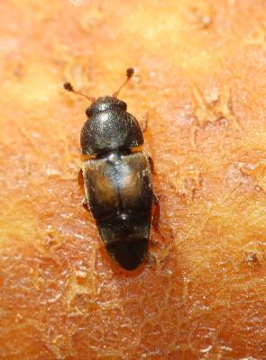  Carpophilus hemipterus (Linnaeus, 1758)