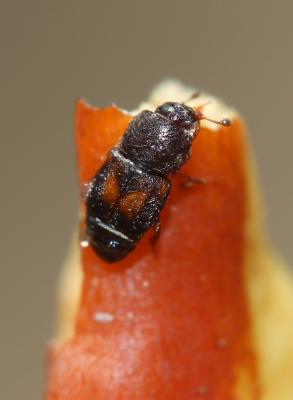  Carpophilus hemipterus (Linnaeus, 1758)