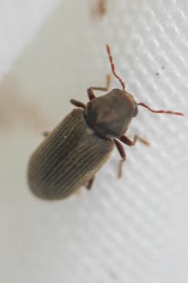 Petite vrillette Anobium punctatum (De Geer, 1774)