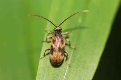  Ptinus italicus Aragona, 1830