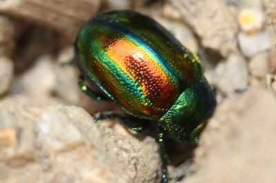  Chrysolina fastuosa (Scopoli, 1763)