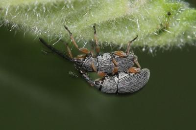  Rhopalapion longirostre (Olivier, 1807)