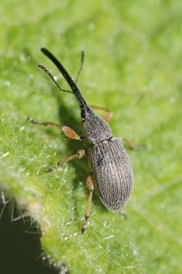  Rhopalapion longirostre (Olivier, 1807)