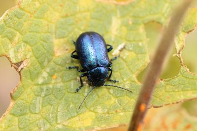  Oreina cacaliae (Schrank, 1785)