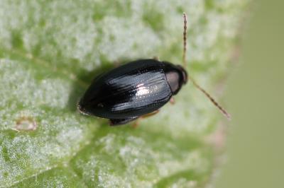  Psylliodes chrysocephala (Linnaeus, 1758)