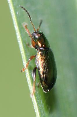  Crepidodera aurata (Marsham, 1802)