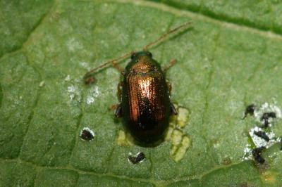  Hippuriphila modeeri (Linnaeus, 1760)