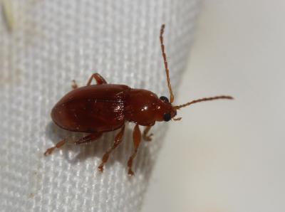  Neocrepidodera Heikertinger, 1911