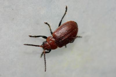  Emarhopa rufa (Germar, 1824)