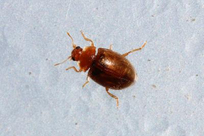  Rhyzobius litura (Fabricius, 1787)
