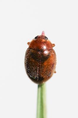 Rhyzobius litura (Fabricius, 1787)