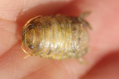  Sphaeroma serratum (Fabricius, 1787)