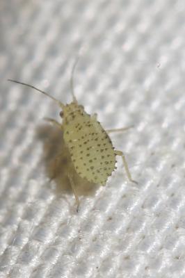  Therioaphis trifolii (Monell, 1882)