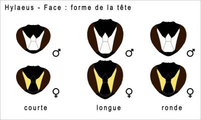  Hylaeus Fabricius, 1793
