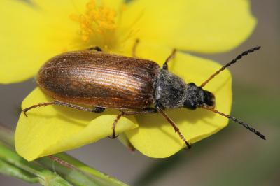  Omophlus picipes (Fabricius, 1792)