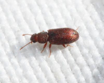  Berginus tamarisci Wollaston, 1854