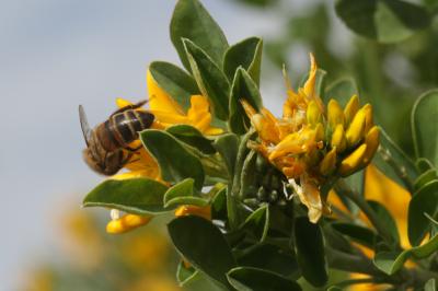 Abeille domestique, Abeille européenne, Abeille me Apis mellifera Linnaeus, 1758
